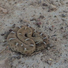 Crotalus willardi willardi