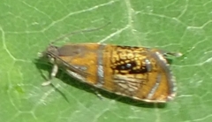 Olethreutes arcuella
