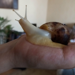 Lissachatina reticulata