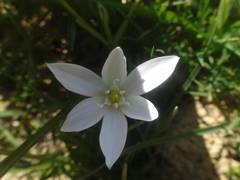 Ornithogalum orthophyllum