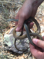 Masticophis bilineatus