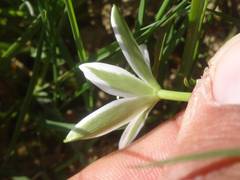 Ornithogalum orthophyllum