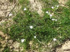 Ornithogalum orthophyllum
