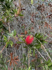 Melaleuca citrina