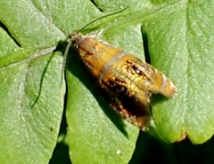 Olethreutes arcuella