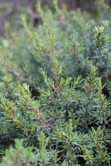 Pultenaea tenuifolia