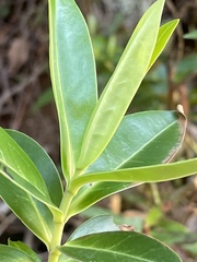 Veronica stricta macroura
