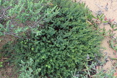 Pultenaea tenuifolia