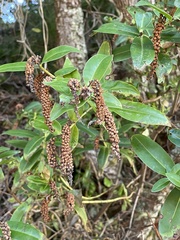 Veronica stricta macroura