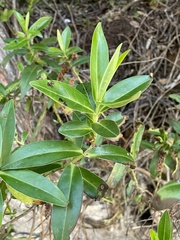 Veronica stricta macroura