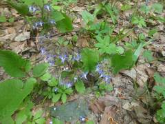Trachystemon orientalis