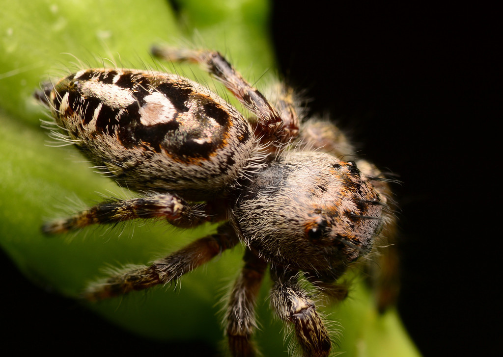 A Jumping Spider (Phidippus putnami)