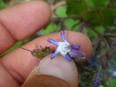 Trachystemon orientalis