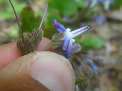 Trachystemon orientalis