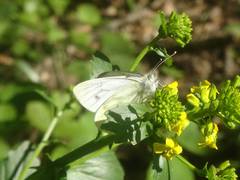 Pieris pseudorapae