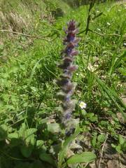 Ajuga orientalis