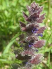 Ajuga orientalis