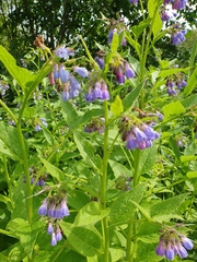 Symphytum asperum