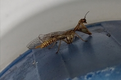 Mantispa aphavexelte