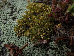 Colobanthus brevisepalus