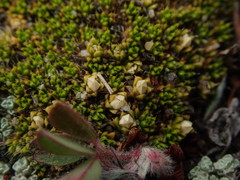 Colobanthus brevisepalus