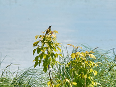 Acrocephalus arundinaceus