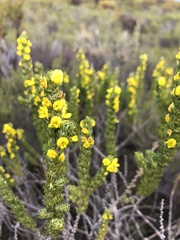 Aspalathus pycnantha