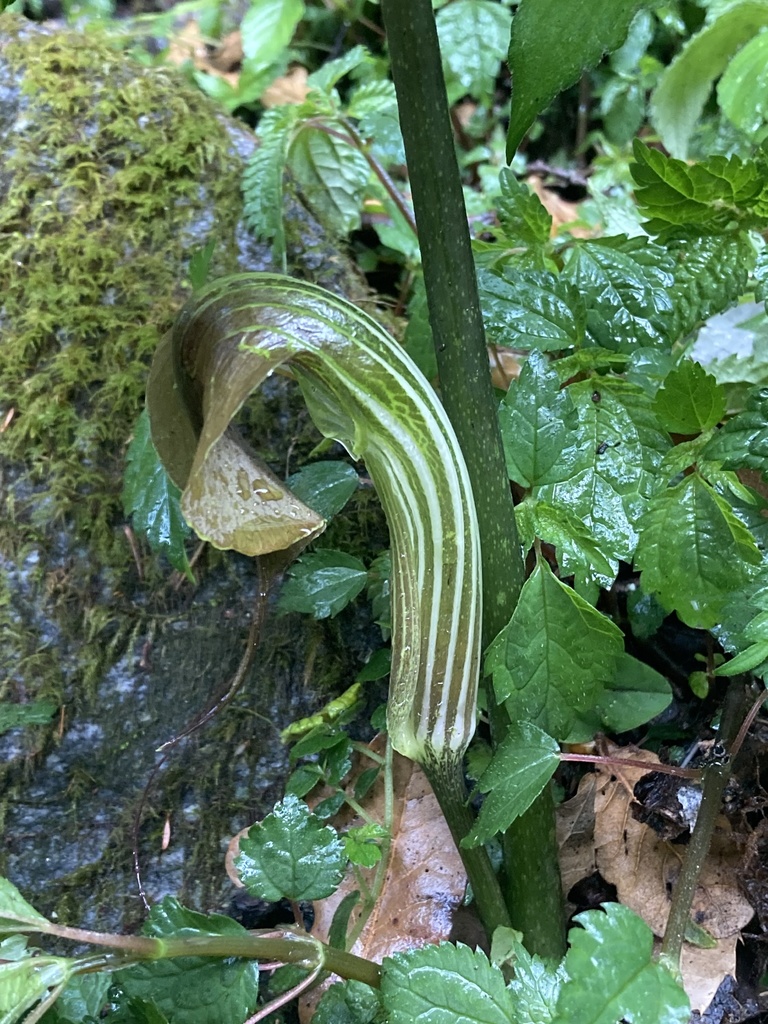 Arisaema utile; photograph John Kenrick Gibson, CC0, iNaturalist via GBIF