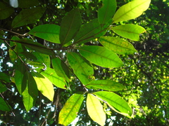 Ficus nervosa