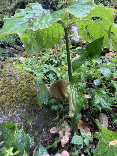 Arisaema utile, photograph 1