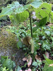 John Kenrick Gibson, CC0, iNaturalist via GBIF Arisaema utile, photograph John Kenrick Gibson, CC0, iNaturalist via GBIF