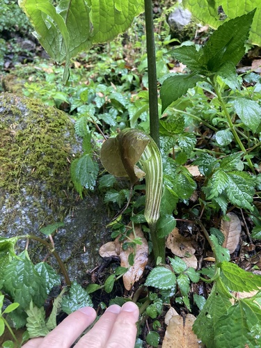 Arisaema utile, photograph 2