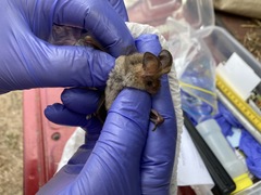 Nyctophilus geoffroyi