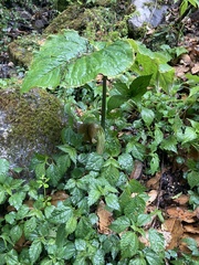 Arisaema utile, photograph John Kenrick Gibson, CC0, iNaturalist via GBIF