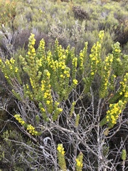 Aspalathus pycnantha