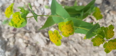 Bupleurum subovatum