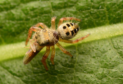 Phidippus princeps