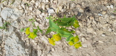 Bupleurum subovatum