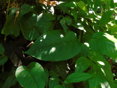 Epipremnum pinnatum