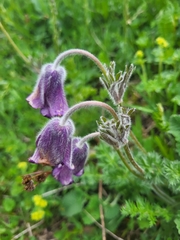Pulsatilla violacea