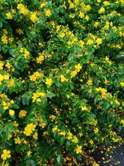 Hypericum geminiflorum