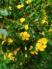 Hypericum geminiflorum