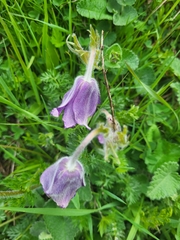 Pulsatilla violacea