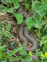 Vipera dinniki