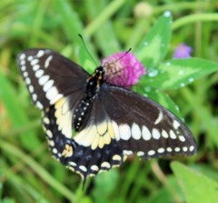 Papilio polyxenes americus