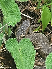 Vipera dinniki