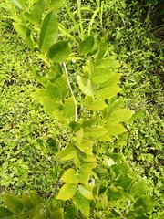 Pterocarpus santalinoides