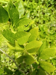 Pterocarpus santalinoides