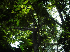 Artocarpus elasticus