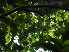 Artocarpus elasticus